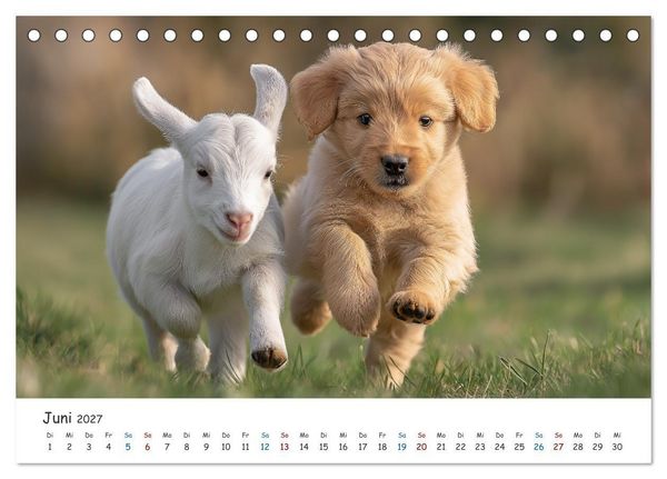 Produktbild: Wenn Tiere Freunde werden (Tischkalender 2027 DIN A5 quer), CALVENDO Monatskalender