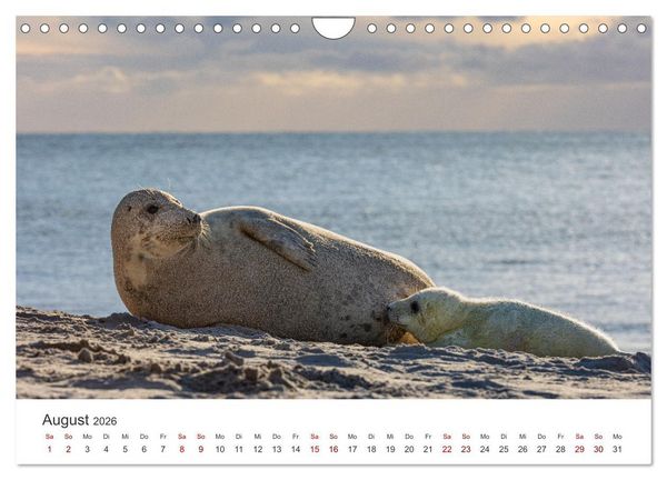 Produktbild: Junge Kegelrobben (Wandkalender 2026 DIN A4 quer), CALVENDO Monatskalender