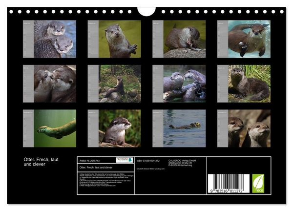 Produktbild: Otter. Frech, laut und clever (Wandkalender 2026 DIN A4 quer), CALVENDO Monatskalender