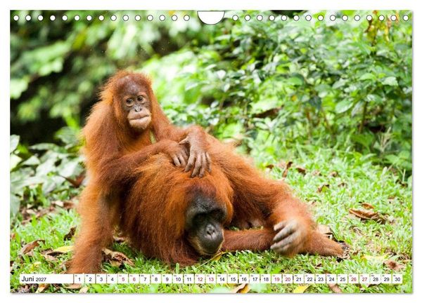 Produktbild: Orang-Utans - Menschen des Regenwaldes (Wandkalender 2027 DIN A4 quer), CALVENDO Monatskalender