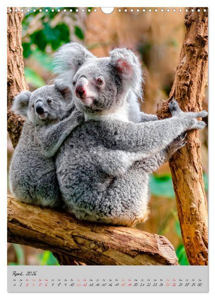Produktbild: Koala, kleiner B&auml;r (Wandkalender 2026 DIN A3 hoch), CALVENDO Monatskalender