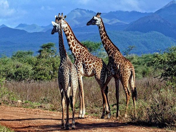 Produktbild: CALVENDO Puzzle Giraffen. Faszinierende Wildtiere Afrikas | 1000 Teile Lege-Gr&ouml;&szlig;e 64x48cm Foto-Puzzle f&uuml;r gl&uuml;ckliche Stunden