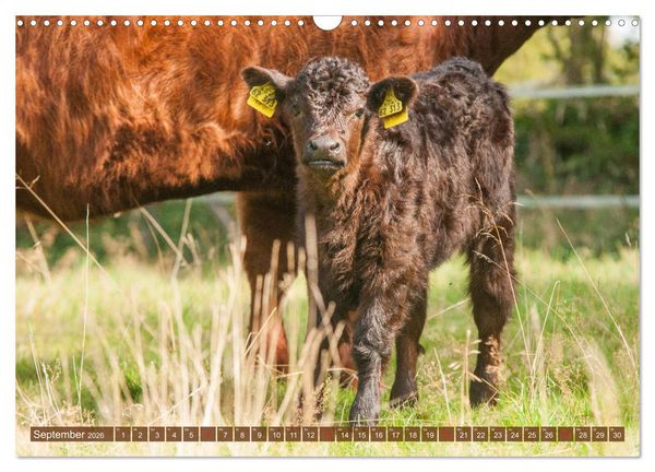 Produktbild: Galloway K&auml;lbchen - Liebenswert und lockig (Wandkalender 2026 DIN A3 quer), CALVENDO Monatskalender