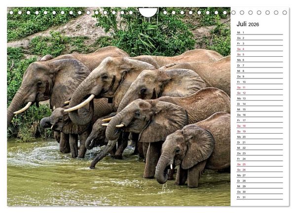Produktbild: Elefanten . Wildlife in Kenia (Wandkalender 2026 DIN A4 quer), CALVENDO Monatskalender