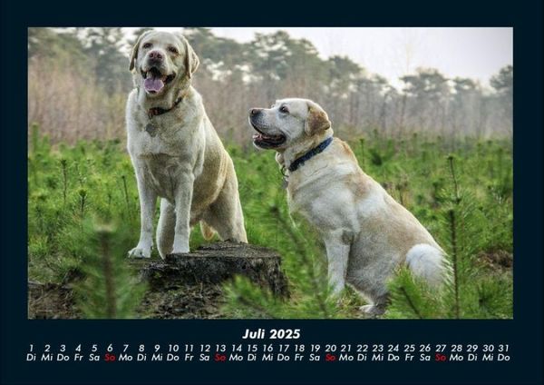 Produktbild: Der Hundekalender 2025 Fotokalender DIN A4