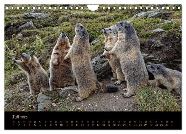 Produktbild: Wildlife - Verspielte Murmeltiere (Wandkalender 2026 DIN A4 quer), CALVENDO Monatskalender