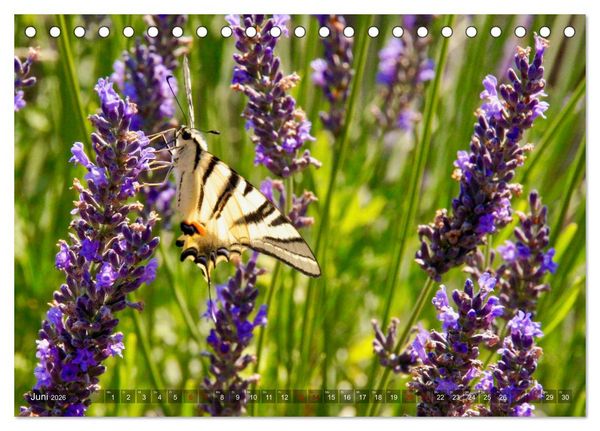 Produktbild: Lavendel. Der Duft der Provence (Tischkalender 2026 DIN A5 quer), CALVENDO Monatskalender