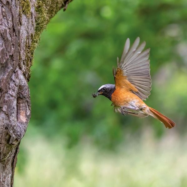 Produktbild: V&ouml;gel / Birds 2027