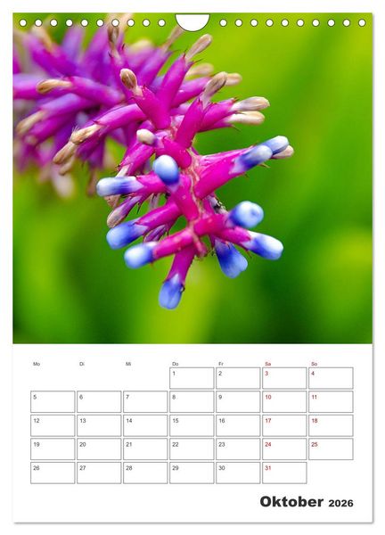 Produktbild: Dornige Sch&ouml;nheiten - Kakteen und Sukkulenten (Wandkalender 2026 DIN A4 hoch), CALVENDO Monatskalender