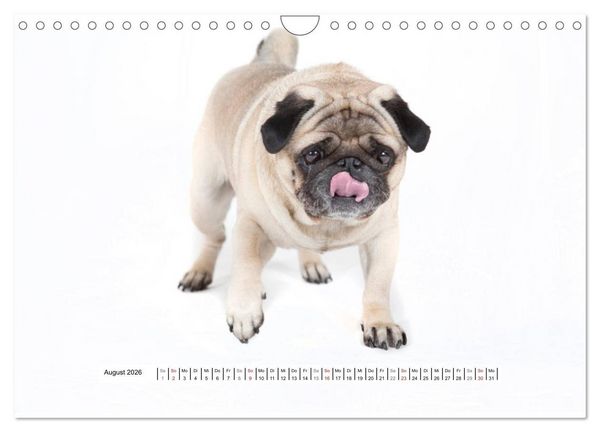 Produktbild: Mops - unwiderstehlich und charmant (Wandkalender 2026 DIN A4 quer), CALVENDO Monatskalender