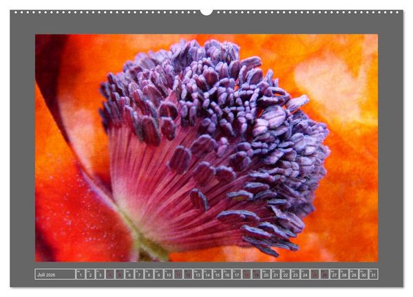 Produktbild: Blumen f&uuml;r dich (Wandkalender 2026 DIN A2 quer), CALVENDO Monatskalender