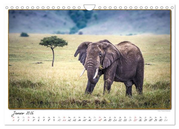 Produktbild: Abenteuer Masai Mara (Wandkalender 2026 DIN A4 quer), CALVENDO Monatskalender