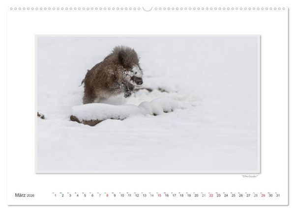 Produktbild: Emotionale Momente: Das Wildschwein. / CH-Version (hochwertiger Premium Wandkalender 2026 DIN A2 quer), Kunstdruck in Hochglanz