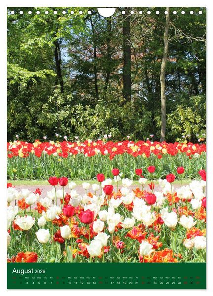 Produktbild: Dutch Tulips (Wall Calendar 2026 DIN A4 portrait), CALVENDO 12 Month Wall Calendar