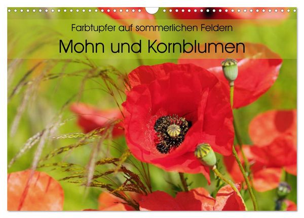 Produktbild: Farbtupfer auf sommerlichen Feldern - Mohn und Kornblumen (Wandkalender 2026 DIN A3 quer), CALVENDO Monatskalender