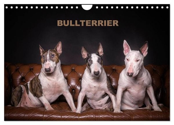 Produktbild: Bullterrier (Wandkalender 2026 DIN A4 quer), CALVENDO Monatskalender