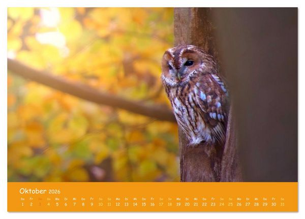 Produktbild: geliebte Waldgeister (Tischkalender 2026 DIN A5 quer), CALVENDO Monatskalender