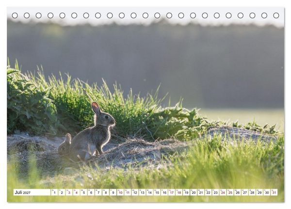 Produktbild: Wildtiere im M&uuml;ritz-Nationalpark (Tischkalender 2027 DIN A5 quer), CALVENDO Monatskalender
