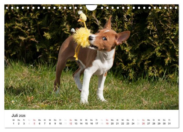 Produktbild: Allerliebste Basenji Welpen 2026 (Wandkalender 2026 DIN A4 quer), CALVENDO Monatskalender
