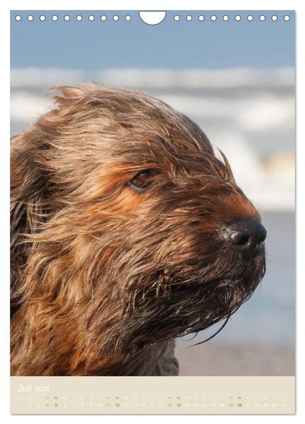 Produktbild: Briard-Gesichter (Wandkalender 2026 DIN A4 hoch), CALVENDO Monatskalender