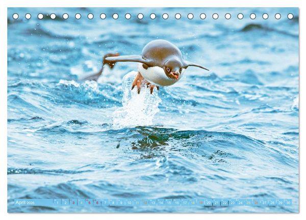Produktbild: Pinguine: Gehupft wie gesprungen (Tischkalender 2026 DIN A5 quer), CALVENDO Monatskalender