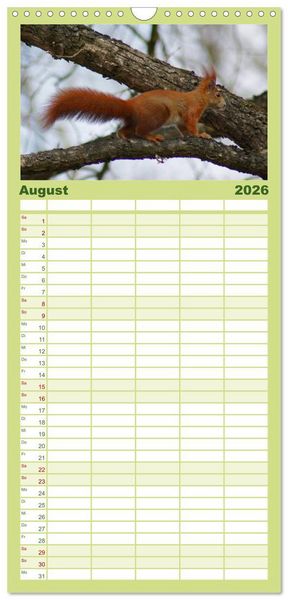Produktbild: Familienplaner 2026 - Das heimliche Leben der Eichh&ouml;rnchen mit 5 Spalten (Wandkalender, 21 x 45 cm) CALVENDO