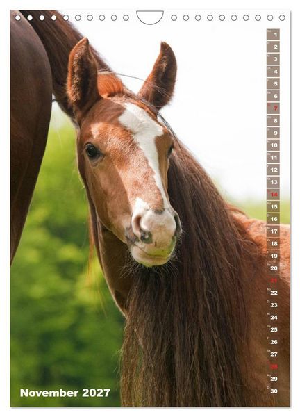 Produktbild: Fohlen im Portr&auml;t (Wandkalender 2027 DIN A4 hoch), CALVENDO Monatskalender