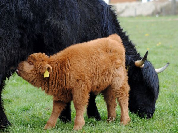 Produktbild: CALVENDO Puzzle Das hungrige Jungtier sch&auml;tzt nicht nur den Schutz durch die Mutter, sondern auch ihre Milch. | 1000 Teile Lege-Gr&ouml;&szlig;e 64x48cm Foto-Puz