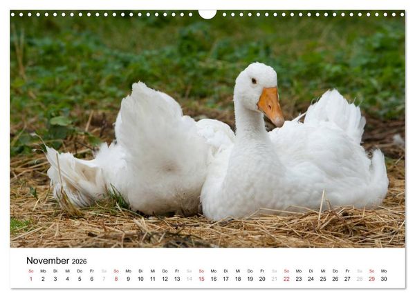 Produktbild: Bunte Welt des Bauernhofs (Wandkalender 2026 DIN A3 quer), CALVENDO Monatskalender