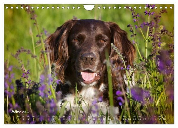 Produktbild: Jagdhunde - Treue Waidgesellen (Wandkalender 2026 DIN A4 quer), CALVENDO Monatskalender