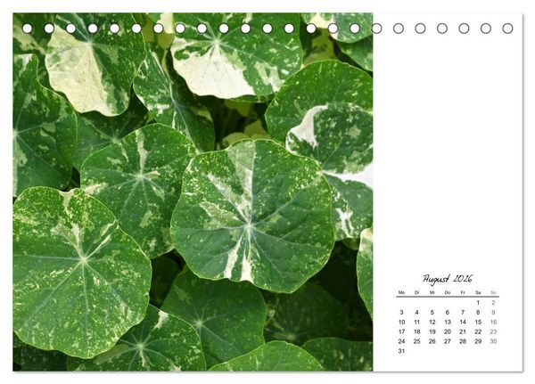 Produktbild: Blattkunst (Tischkalender 2026 DIN A5 quer), CALVENDO Monatskalender
