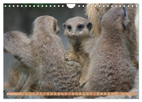 Produktbild: Erdm&auml;nnchen Familienbande (Wandkalender 2026 DIN A4 quer), CALVENDO Monatskalender