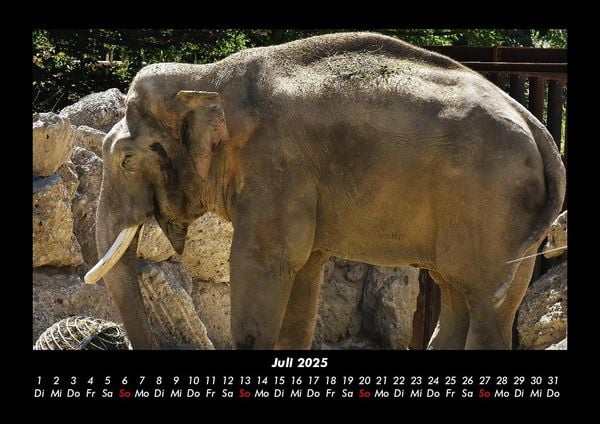 Produktbild: Elefanten 2025 Fotokalender DIN A3