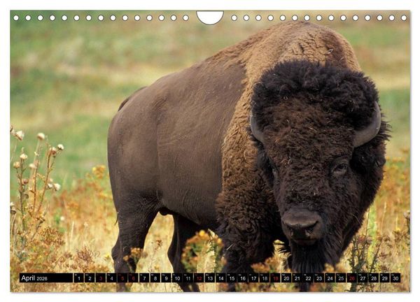 Produktbild: Wisent und Bison (Wandkalender 2026 DIN A4 quer), CALVENDO Monatskalender