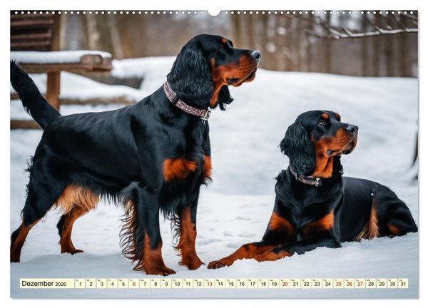 Produktbild: Gordon Setter - elegantes Kraftpaket (Wandkalender 2026 DIN A2 quer), CALVENDO Monatskalender