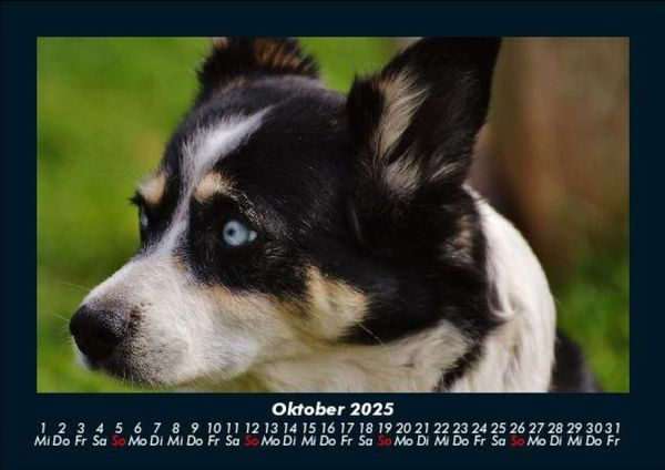 Produktbild: Welpen 2025 Fotokalender DIN A5