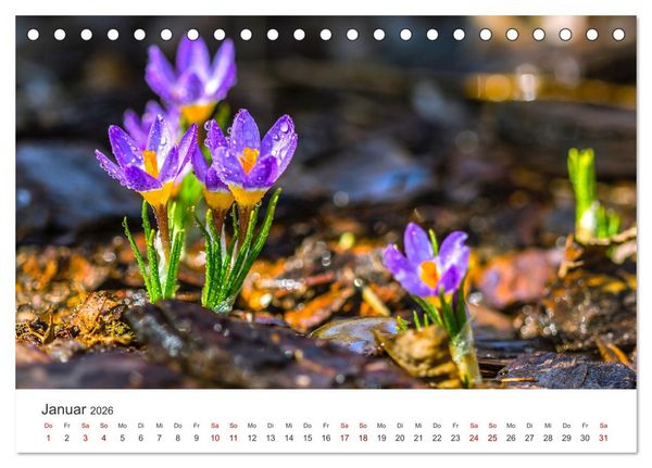 Produktbild: Die magische Welt der Blumen (Tischkalender 2026 DIN A5 quer), CALVENDO Monatskalender