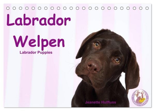 Produktbild: Labrador Welpen - Labrador Puppies (Tischkalender 2026 DIN A5 quer), CALVENDO Monatskalender
