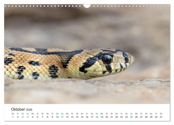 Produktbild: Schlangen - Portraits europ&auml;ischer Arten (Wandkalender 2026 DIN A3 quer), CALVENDO Monatskalender