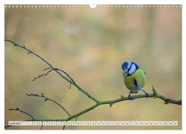 Produktbild: Oiseaux libres et sauvages (Calendrier mural 2026 DIN A3 vertical), CALVENDO calendrier mensuel