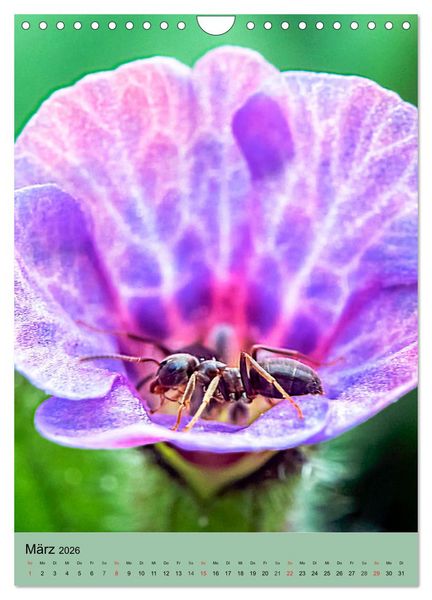 Produktbild: INSEKTENWELT - Heimische N&uuml;tzlinge ganz nah (Wandkalender 2026 DIN A4 hoch), CALVENDO Monatskalender