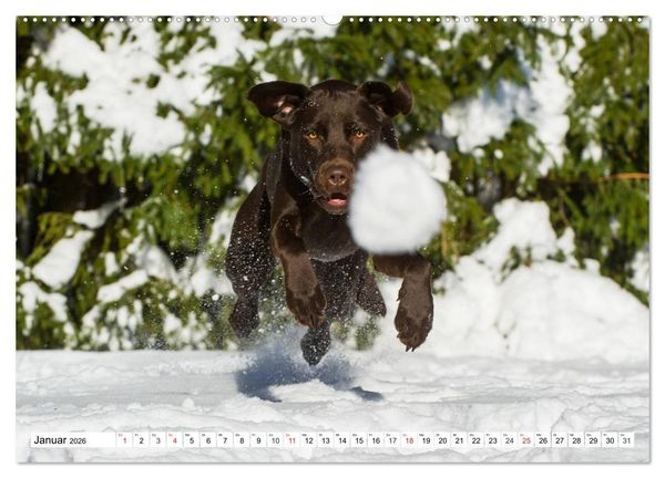 Produktbild: Labrador Retriever - Freunde f&uuml;r&acute;s Leben (hochwertiger Premium Wandkalender 2026 DIN A2 quer), Kunstdruck in Hochglanz
