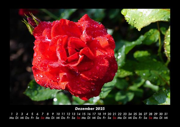 Produktbild: Blumentr&auml;ume 2025 Fotokalender DIN A3