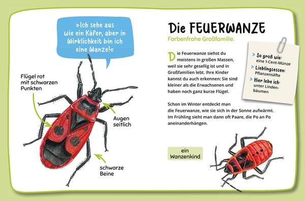 Produktbild: Mein erster Naturführer, Was krabbelt denn da?