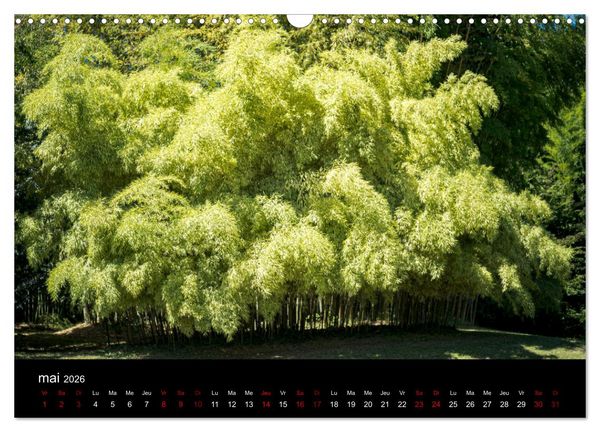 Produktbild: Nature sud de la France (Calendrier mural 2026 DIN A3 vertical), CALVENDO calendrier mensuel
