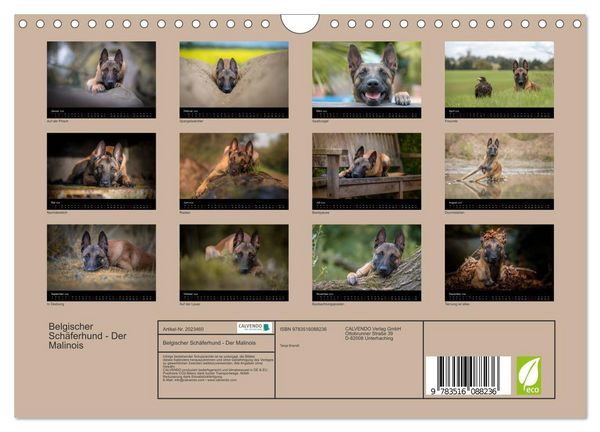 Produktbild: Belgischer Sch&auml;ferhund - Der Malinois (Wandkalender 2026 DIN A4 quer), CALVENDO Monatskalender