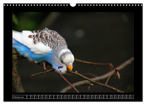 Produktbild: Budgie Calendar - UK Version (Wall Calendar 2026 DIN A3 landscape), CALVENDO 12 Month Wall Calendar