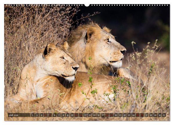 Produktbild: Safari in Tansania (Wandkalender 2026 DIN A2 quer), CALVENDO Monatskalender