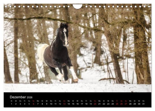 Produktbild: Pferde Tr&auml;ume (Wandkalender 2026 DIN A4 quer), CALVENDO Monatskalender