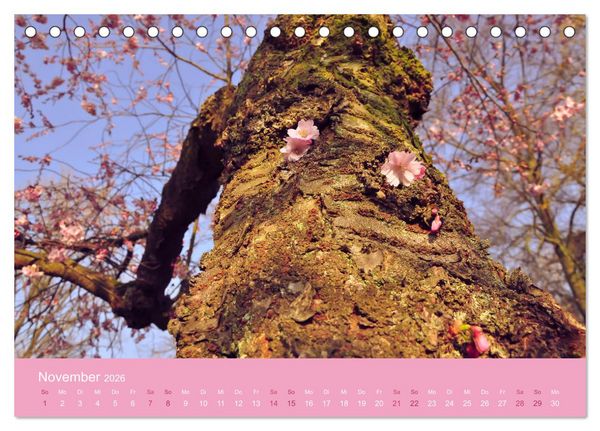 Produktbild: Zarte Kirschbl&uuml;ten - Berauschende Gedankend&uuml;fte (Tischkalender 2026 DIN A5 quer), CALVENDO Monatskalender